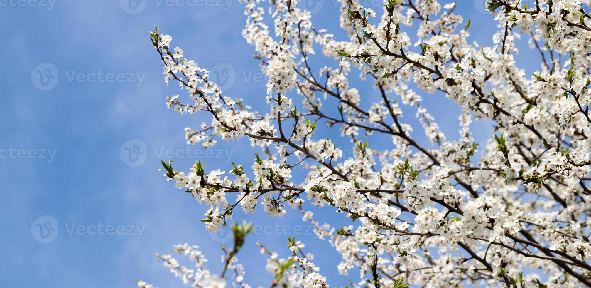 primavera fioritura bianca fiori. ciliegia fiorire ramoscelli foto