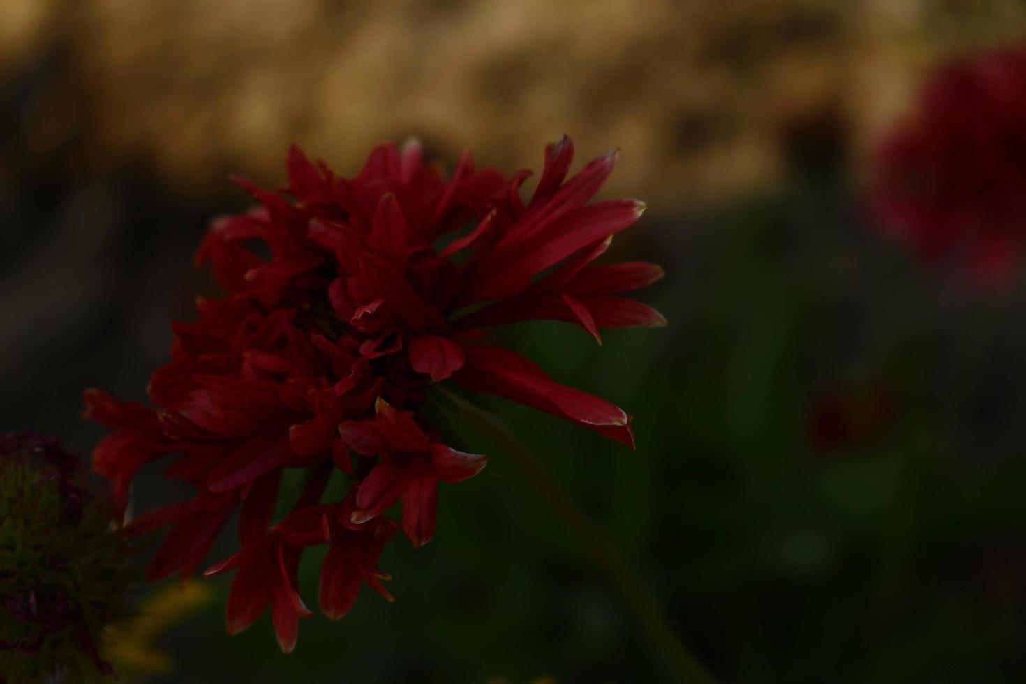 luminosa colorato fiori nel all'aperto giardino nel karachi Pakistan 2022 foto