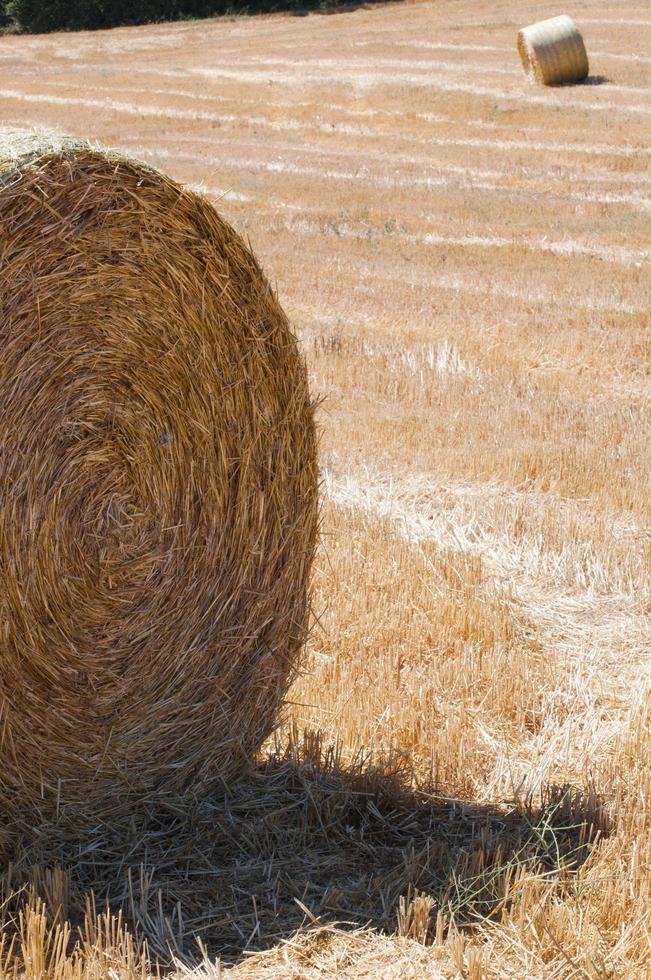 vicino su di un' fieno balla su un' campo durante estate. foto