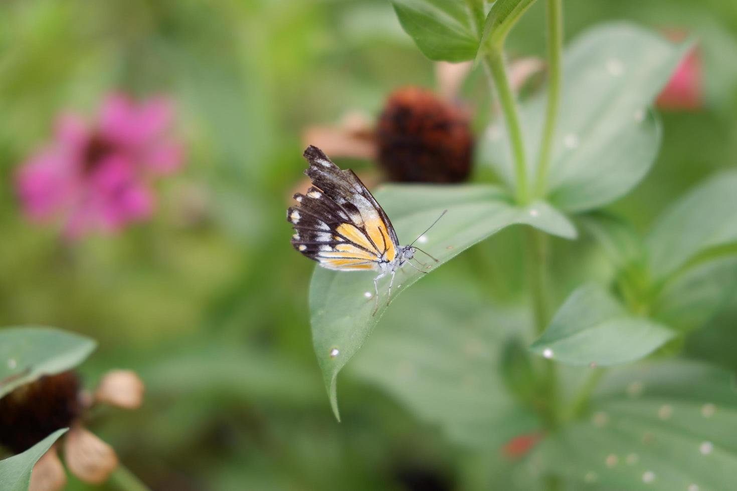 un' farfalla si aggrappa per un' bella fiore foto