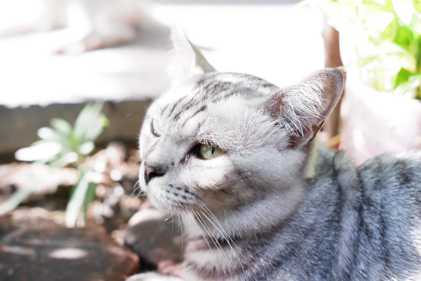 adorabile carino gatto come un' sfondo foto