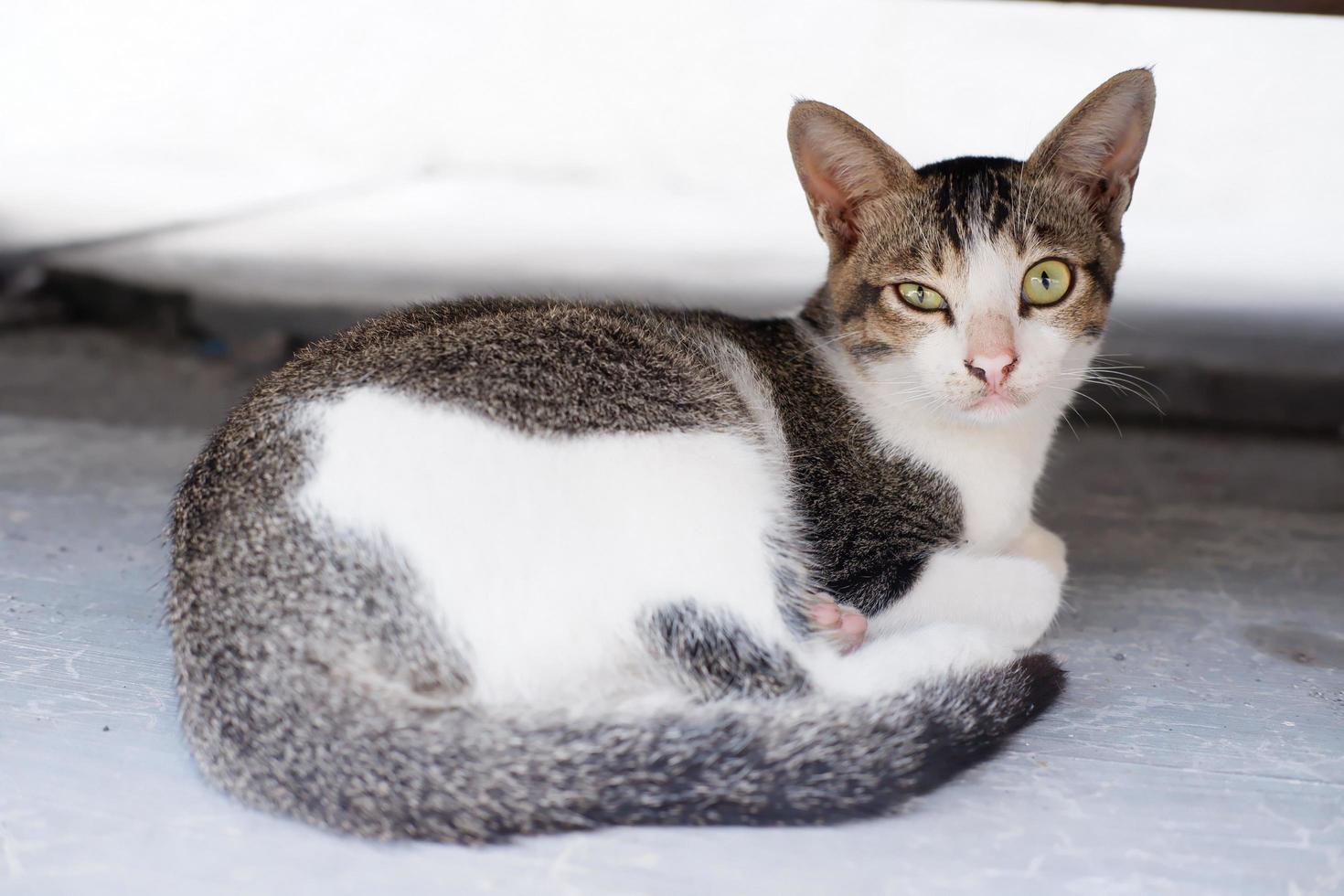 adorabile carino gatto come un' sfondo foto