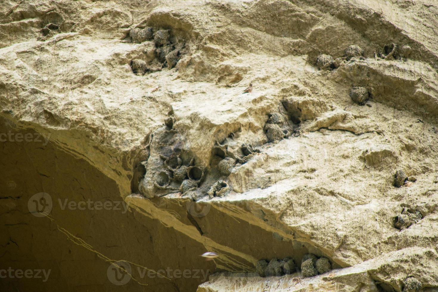 ingoiare specie uccello nidi nel vashlovani nazionale parco. flora fauna nel protetta le zone nel Georgia foto