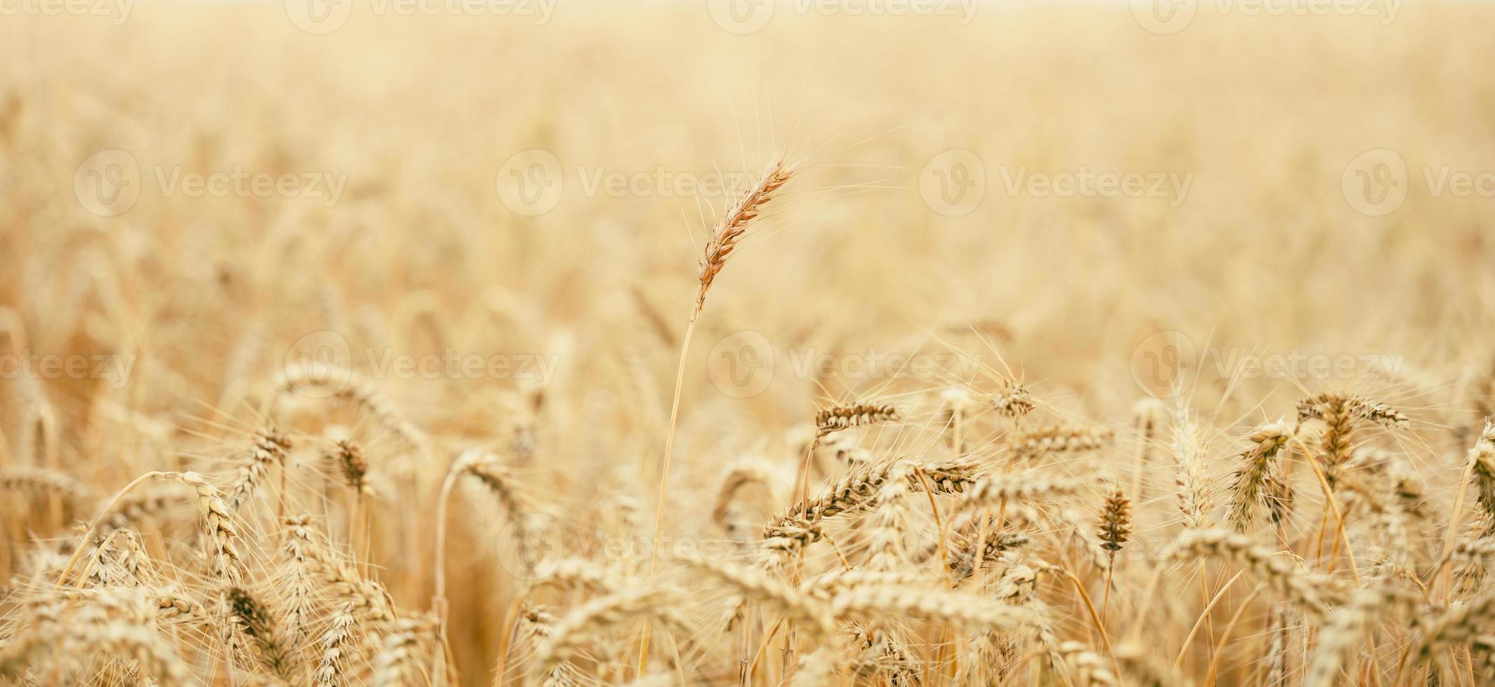 campo con giallo maturo orecchie di Grano su un' estate giorno, selettivo messa a fuoco foto
