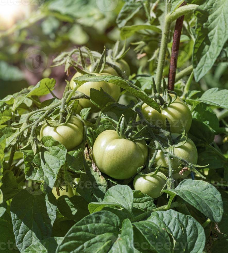 cespuglio con verde pomodori nel il giardino foto