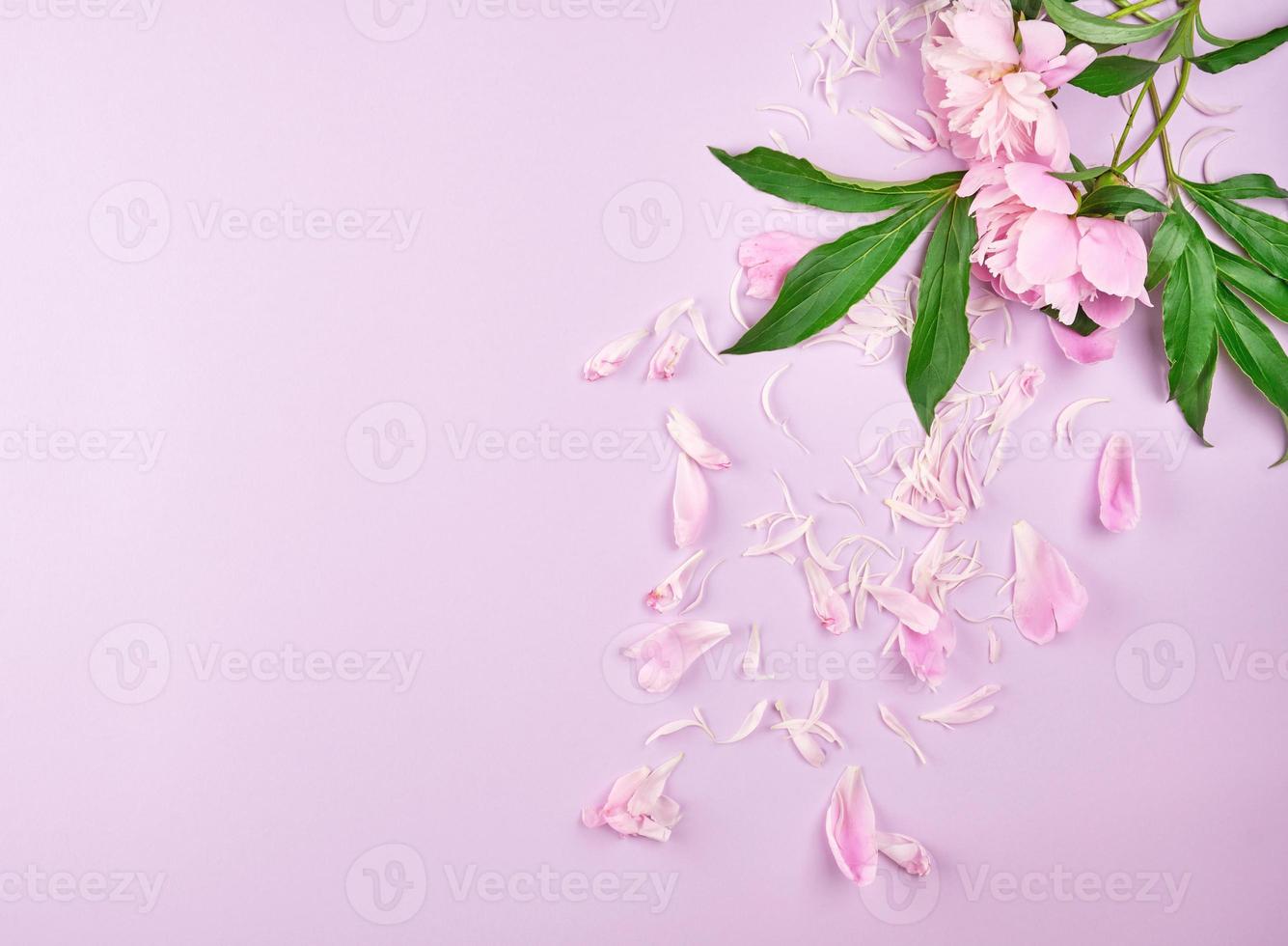 sparpagliato petali di rosa peonia su un' viola sfondo foto