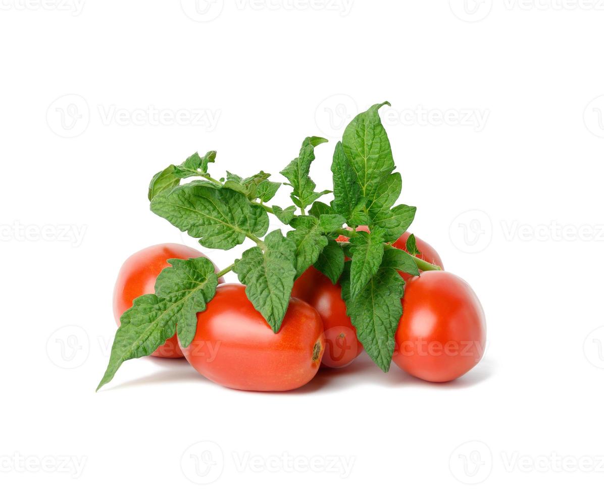 maturo rosso pomodori e verde foglia su un' bianca sfondo. autunno raccogliere foto