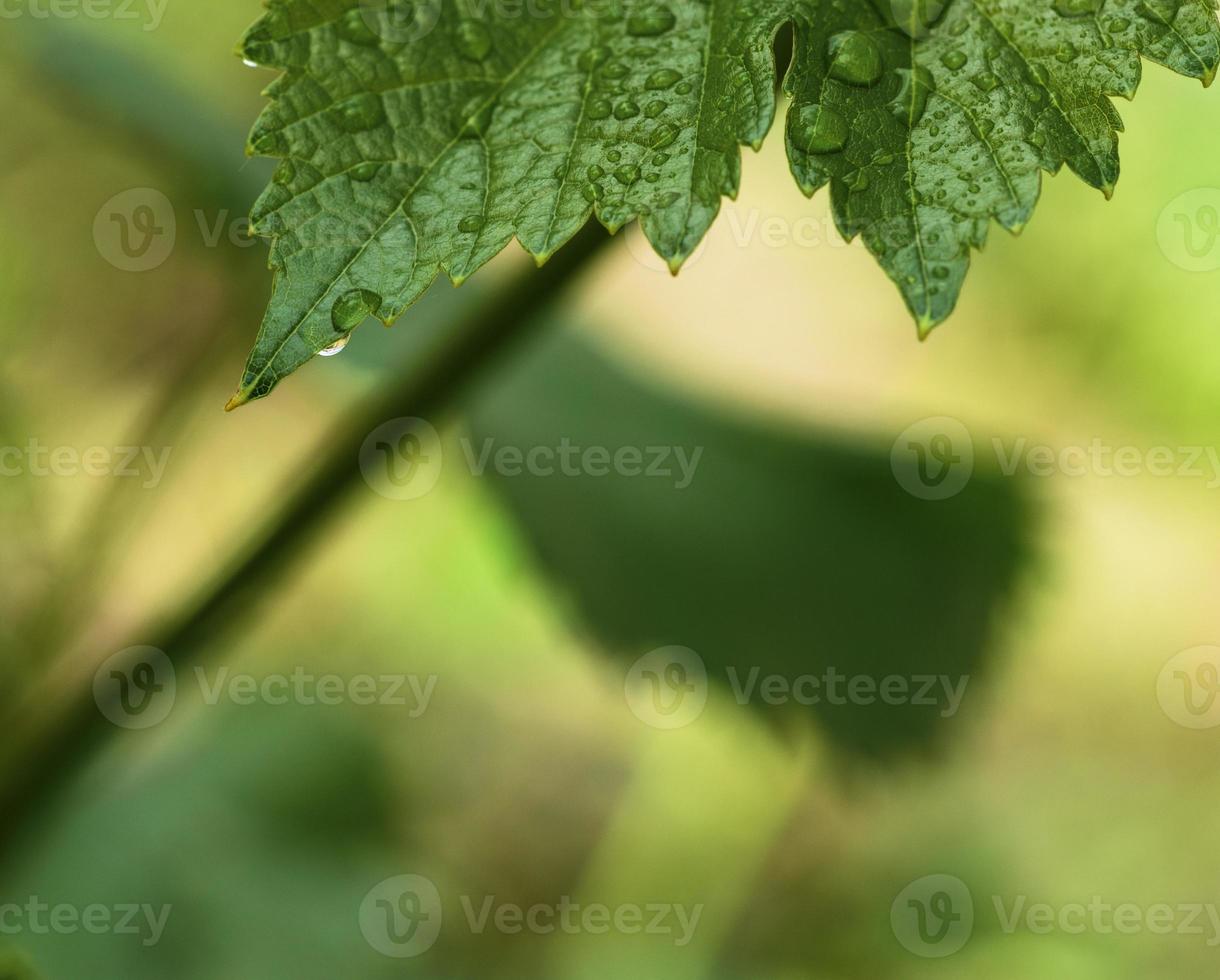 verde foglia di uva con acqua gocce foto