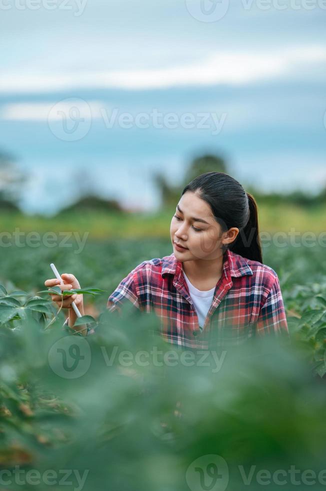 asiatico giovane femmina contadino con un' tavoletta nel sua mani esamina il verde campo. moderno tecnologie nel agricoltura gestione e agribusiness concetto. foto