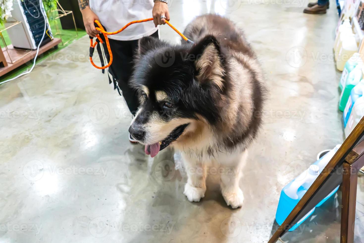 il cane in piedi foto