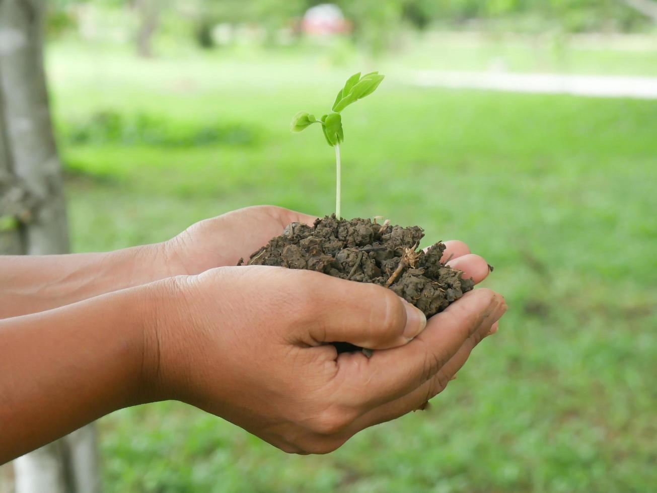 giovane verde alberi nel il mani di giovane donne foto