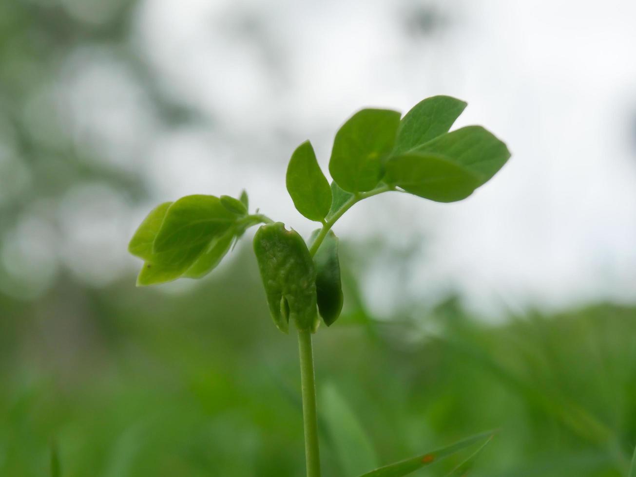 giovane verde alberi nel il mani di giovane donne foto