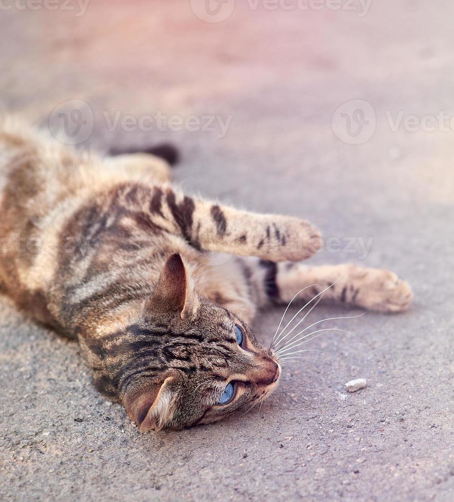 grigio a strisce strada gatto con blu occhi bugie su il asfalto foto