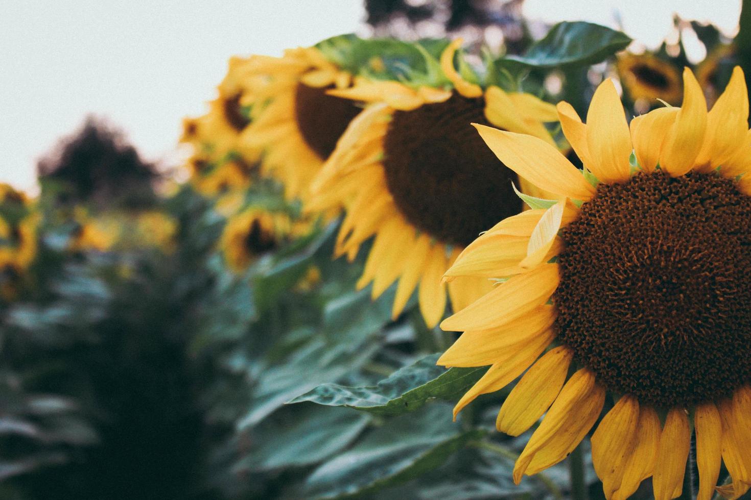 messa a fuoco selettiva di girasole foto