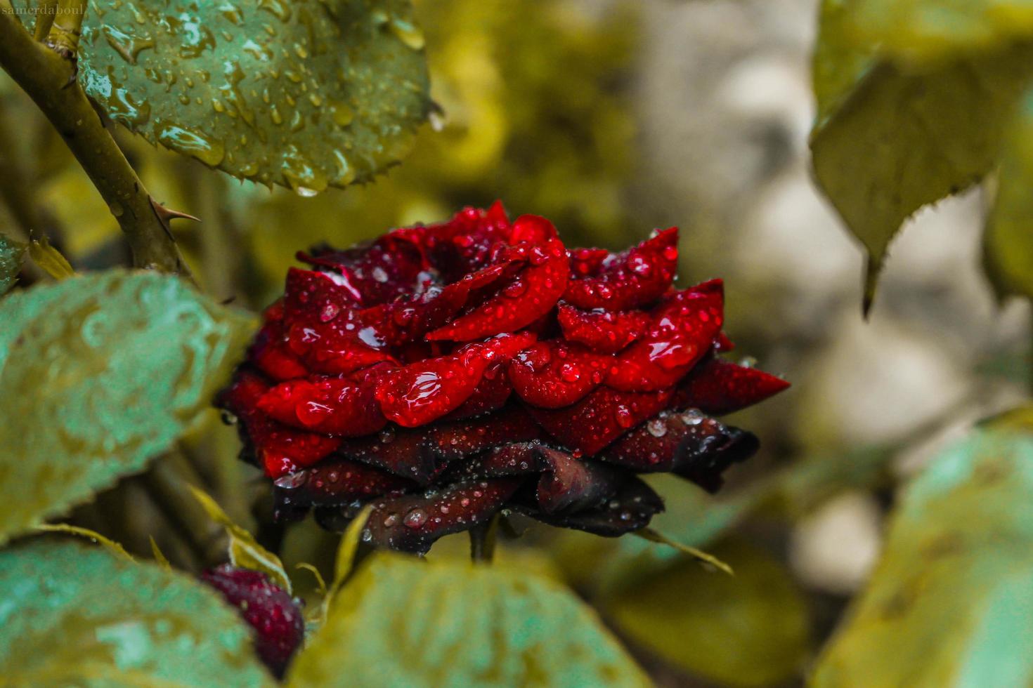 una rosa rossa con gocce di rugiada su di essa foto