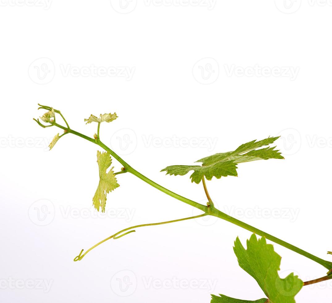giovane germoglio di uva con verde le foglie su un' bianca sfondo foto