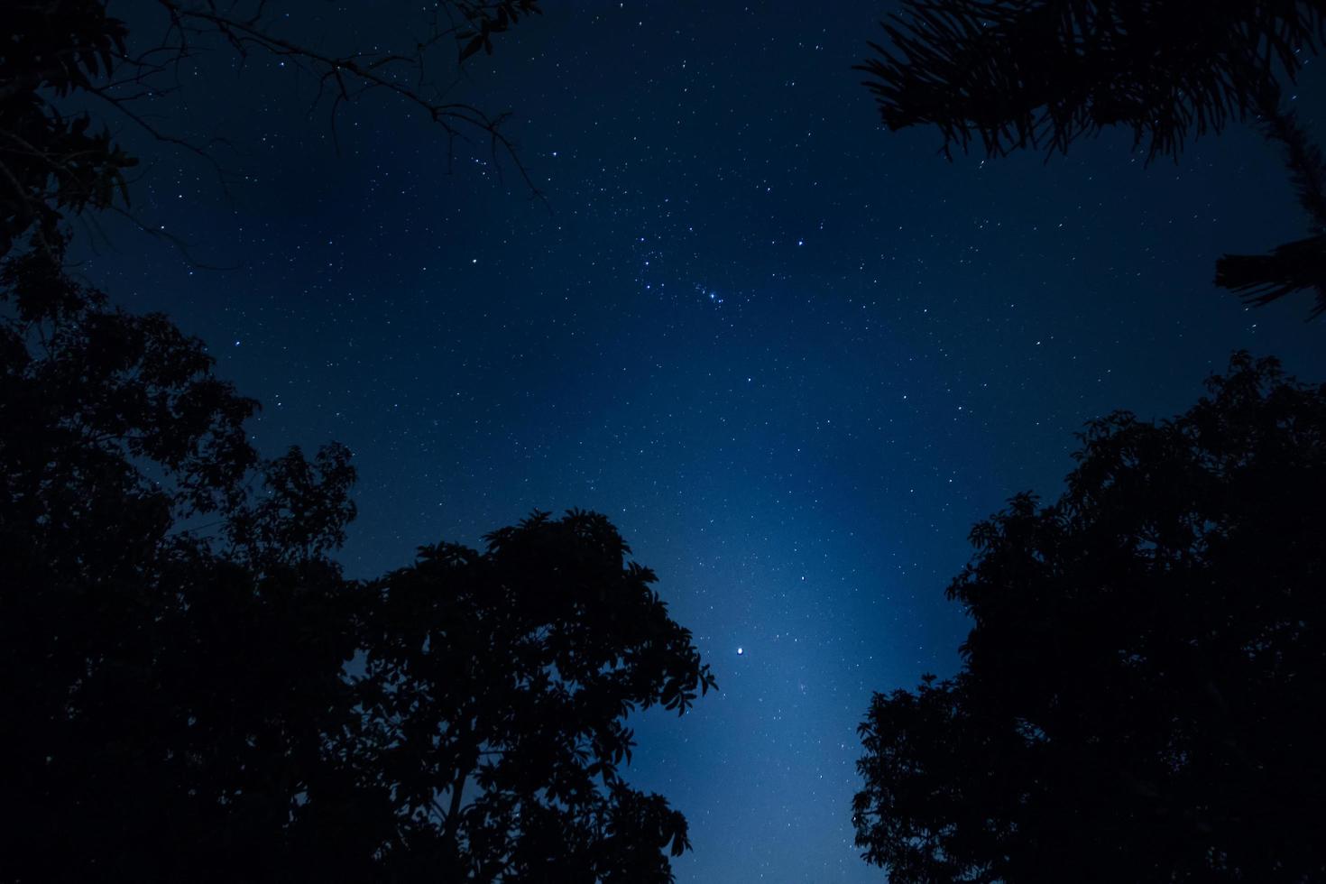 silhouette di alberi di notte foto