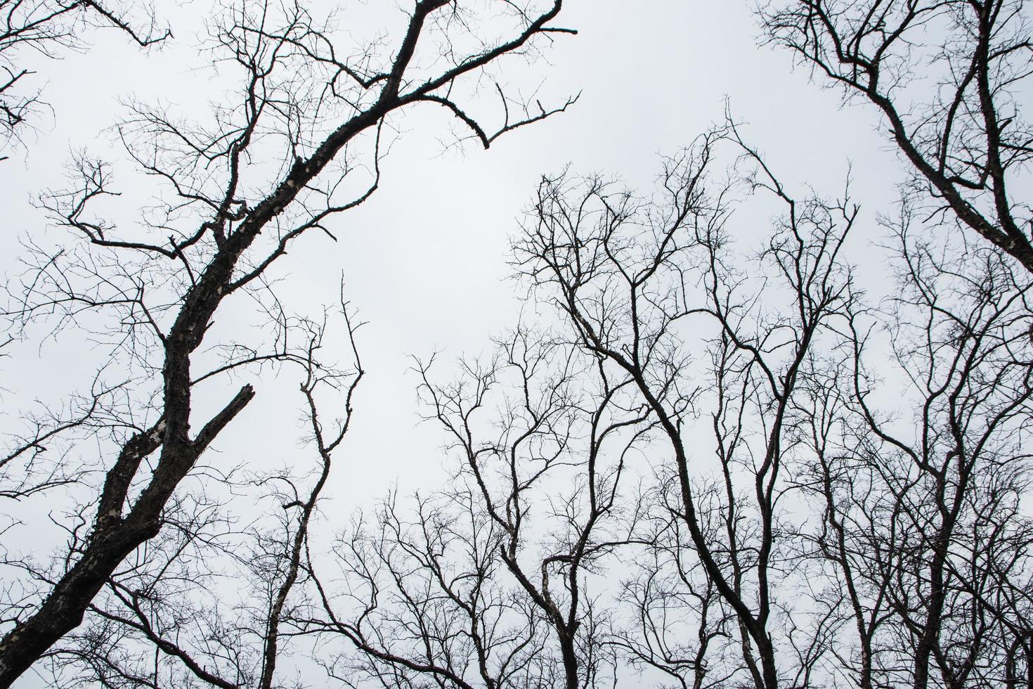 alberi secchi e cielo grigio foto