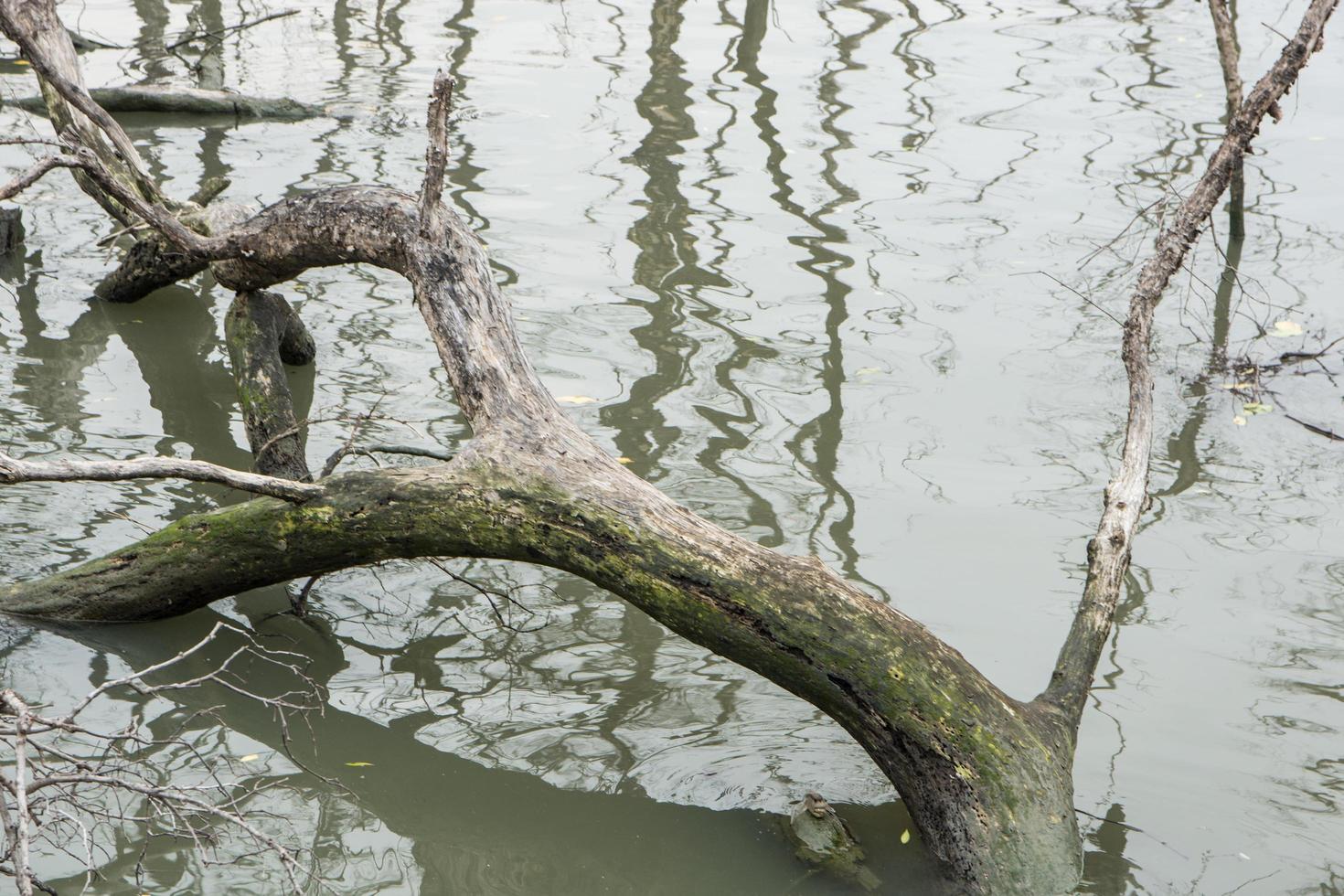 ceppi nell'acqua foto