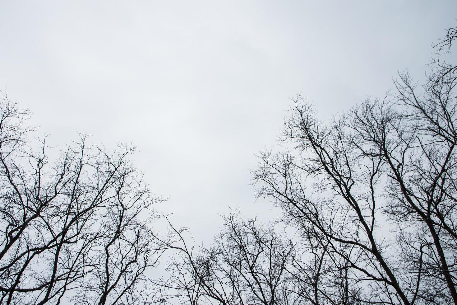 alberi secchi e cielo grigio foto