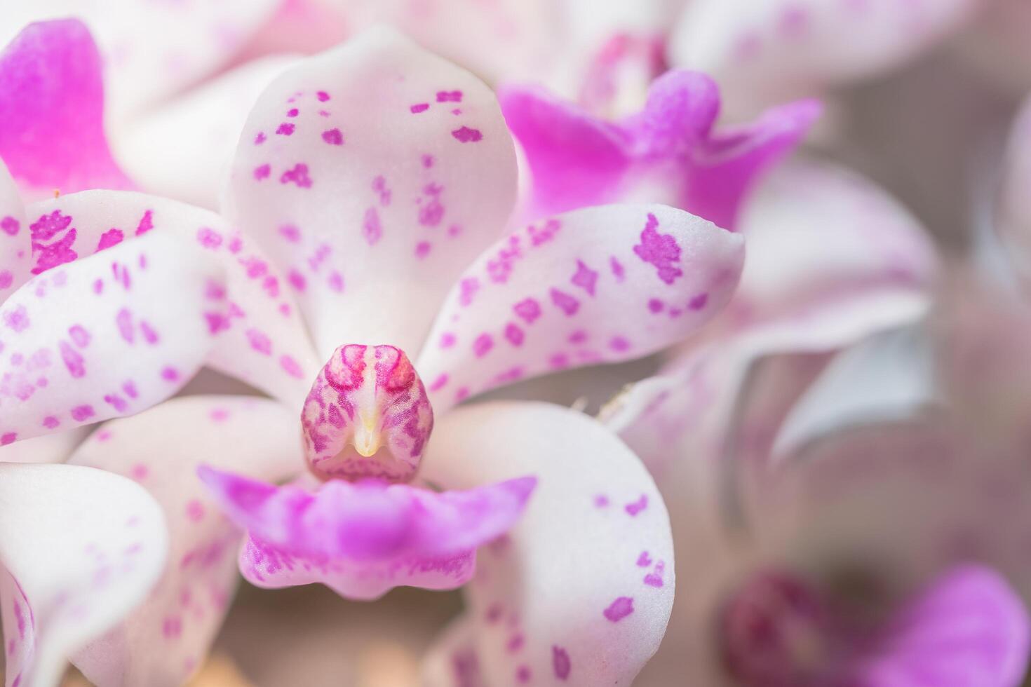 primo piano del fiore dell'orchidea foto