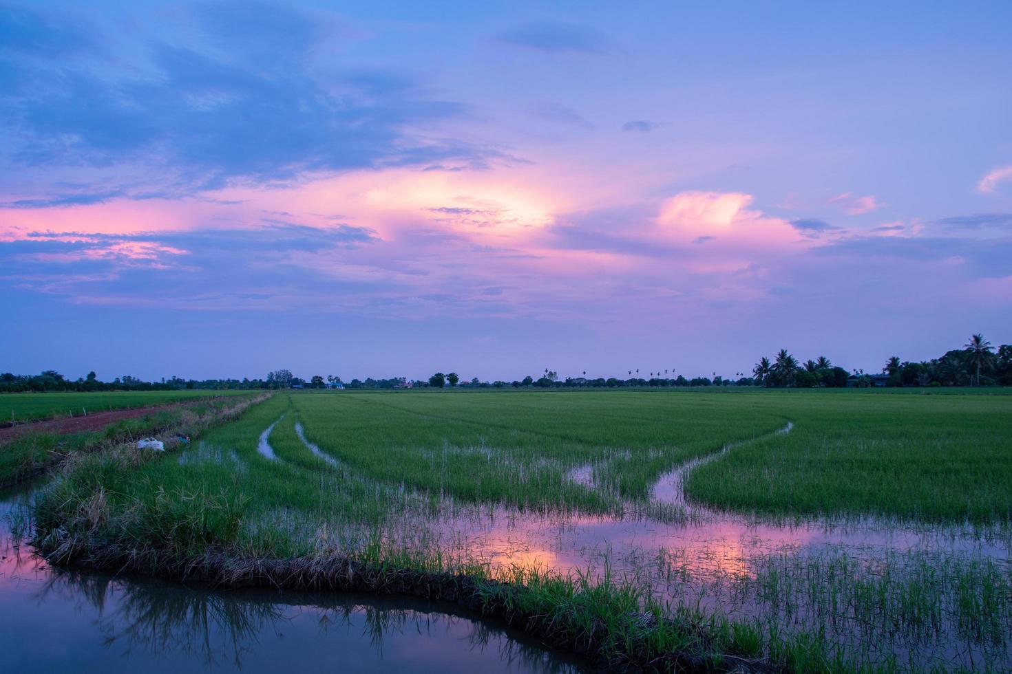 campo di riso al tramonto foto