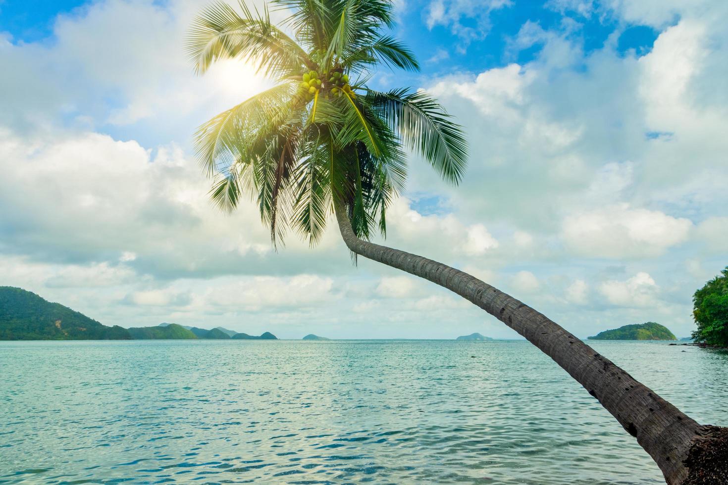 albero di cocco su koh chang foto