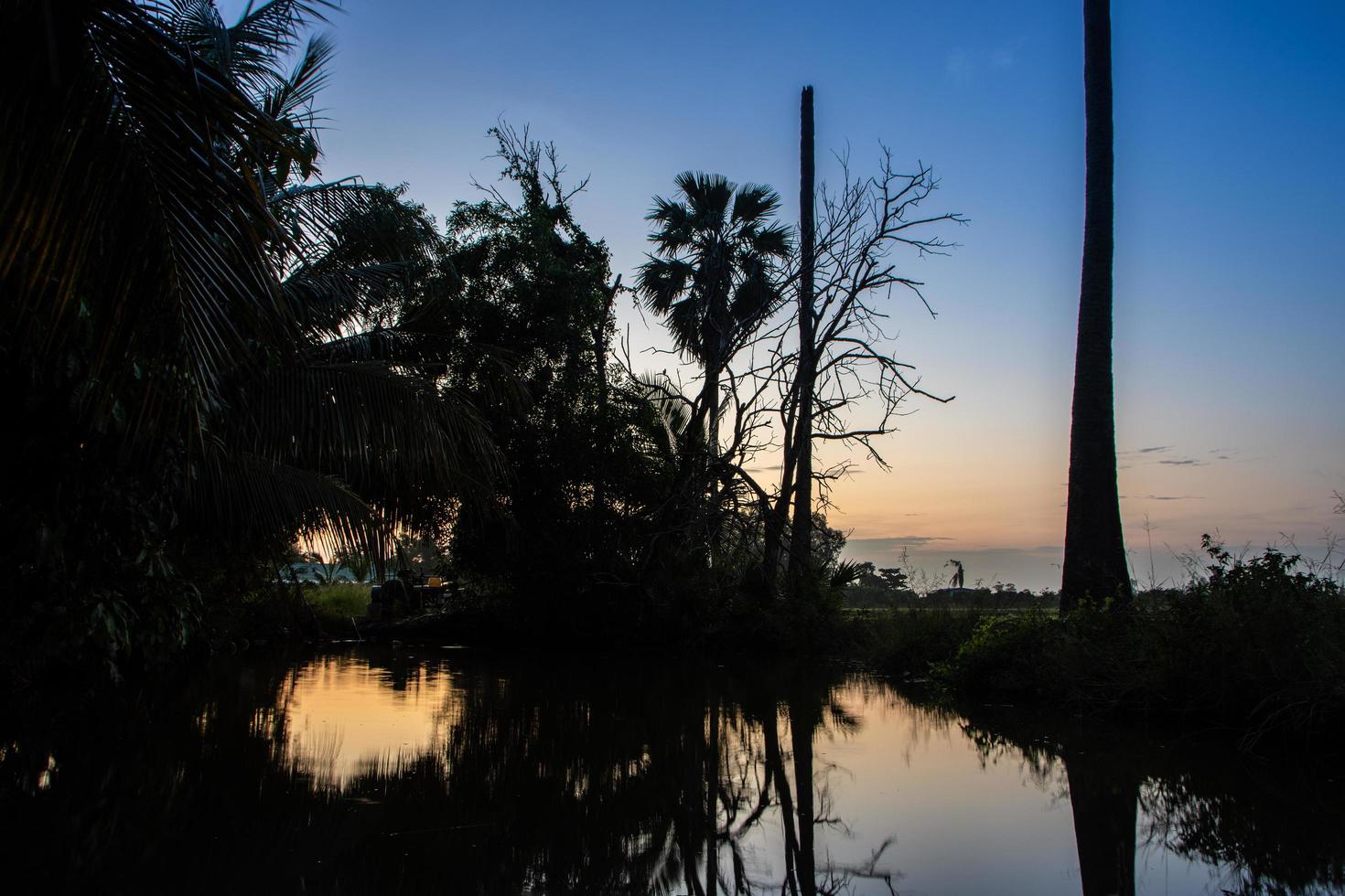 alberi al tramonto foto