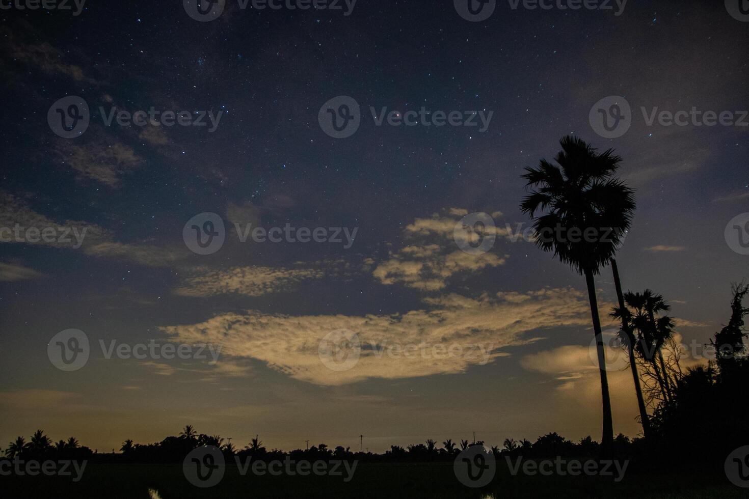 silhouette di alberi di notte foto