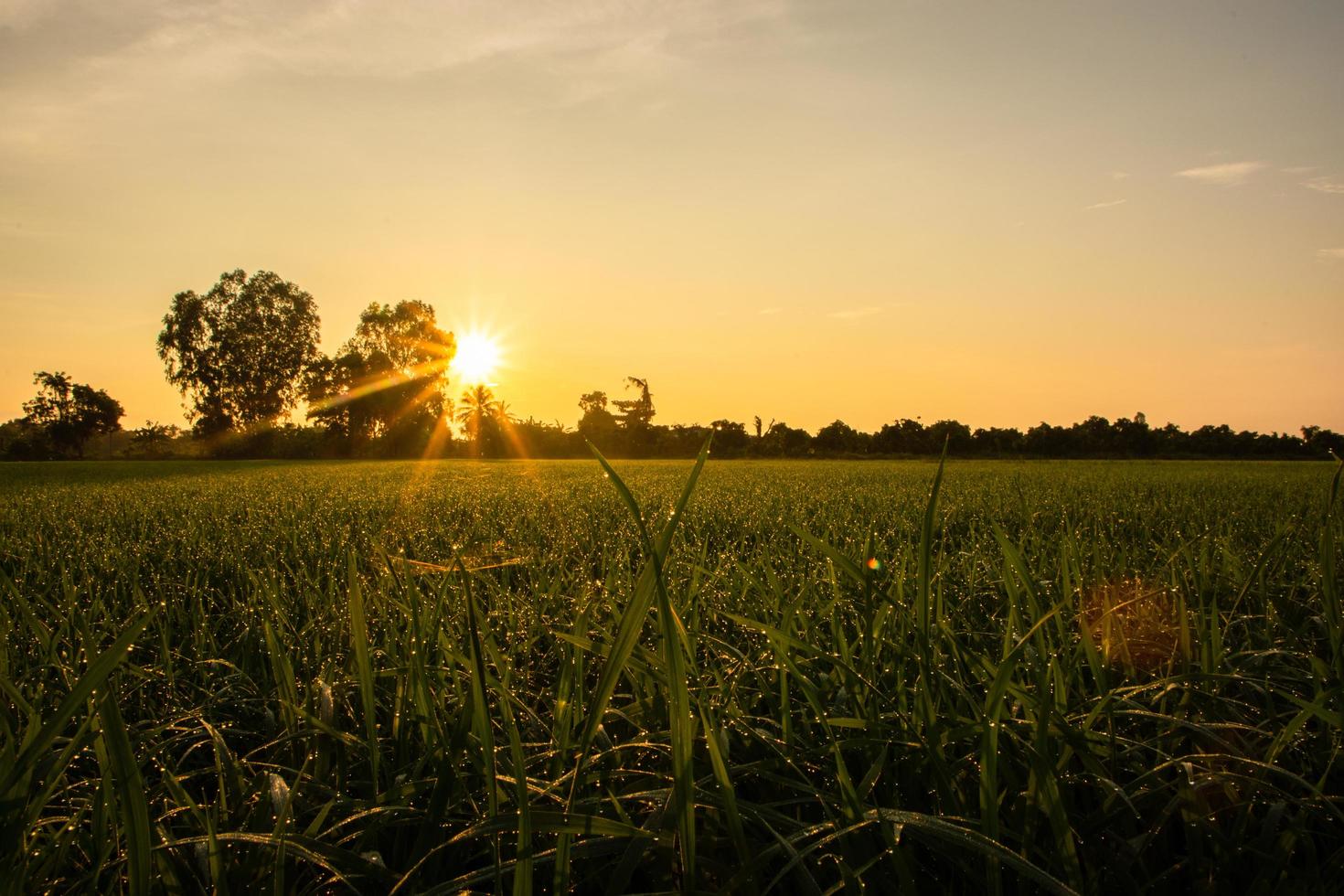 campo di riso all'alba foto