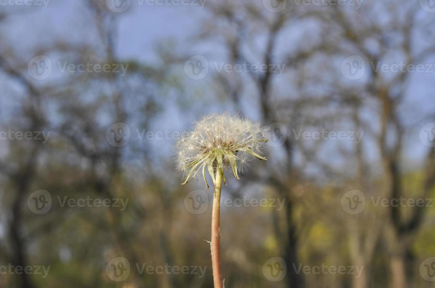 sfondo fiore di tarassaco foto
