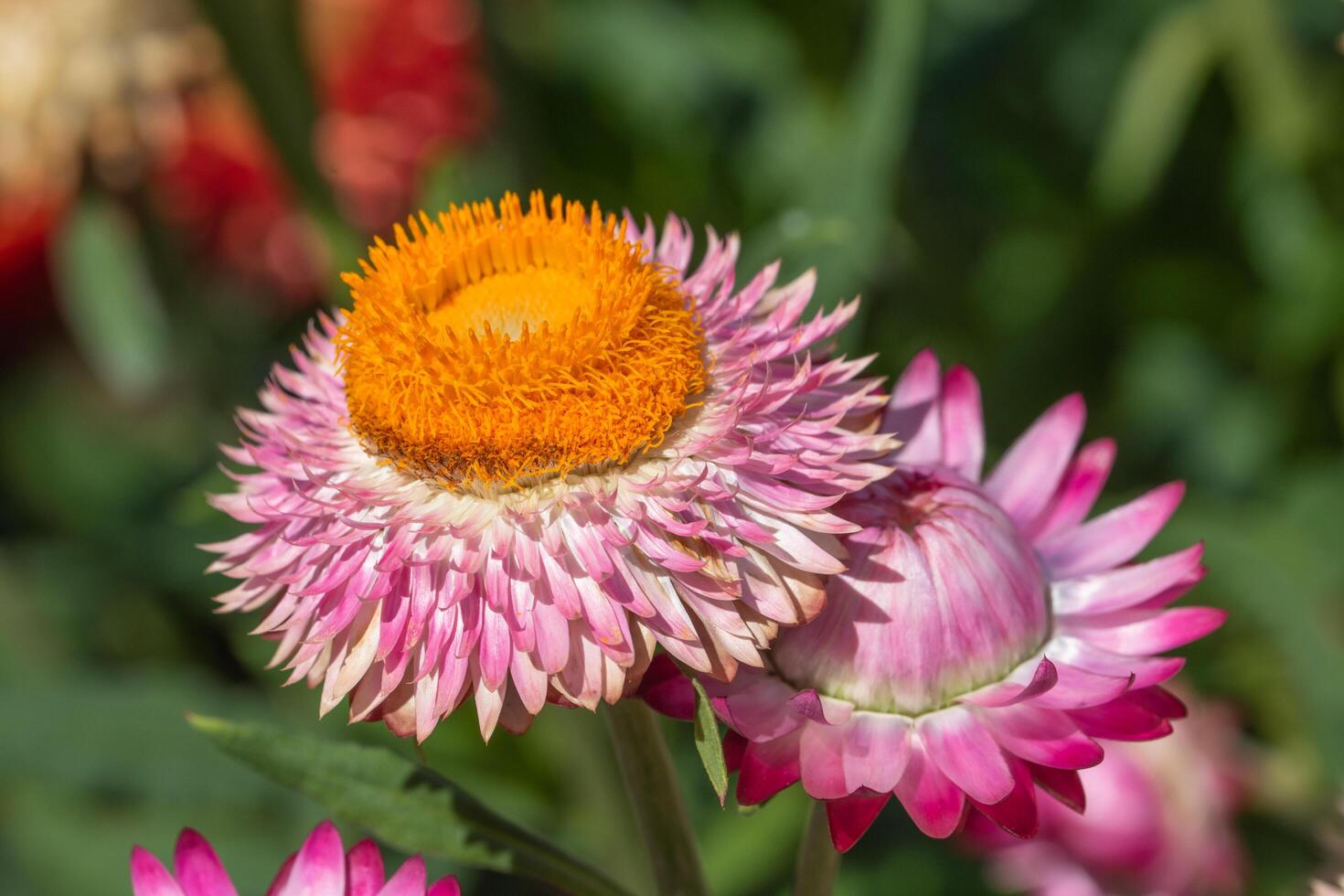 primo piano del fiore di paglia foto