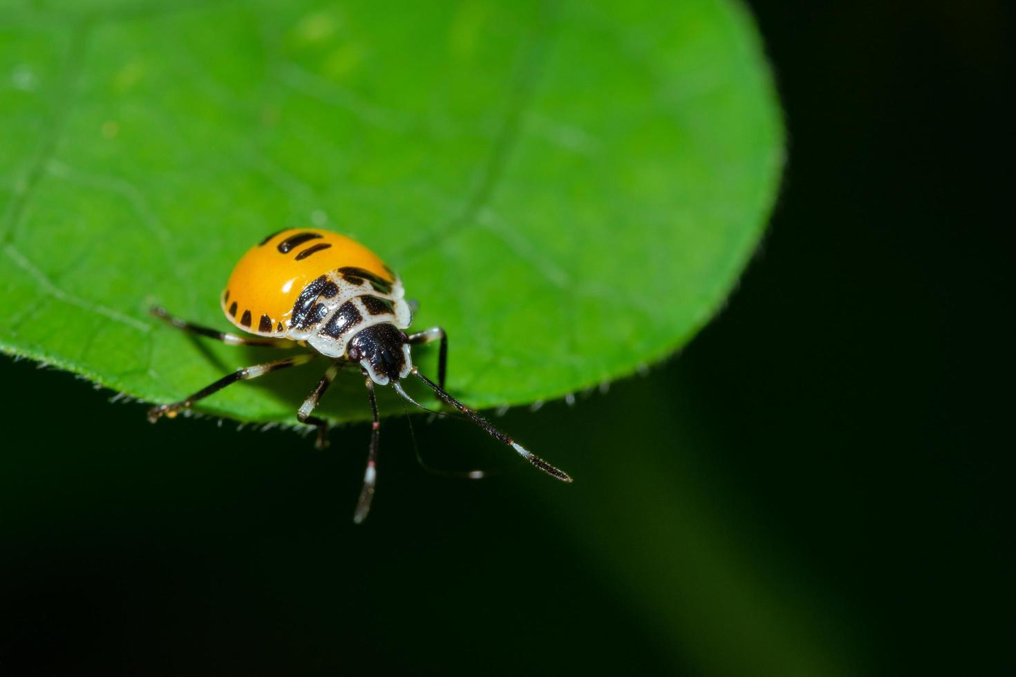 cimice su una foglia foto