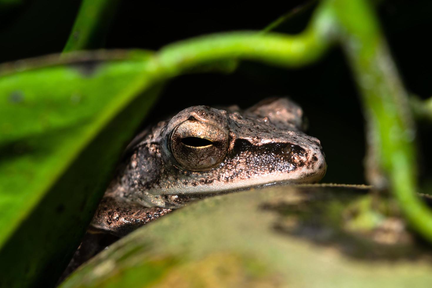 polypedates leucomystax nella foresta foto