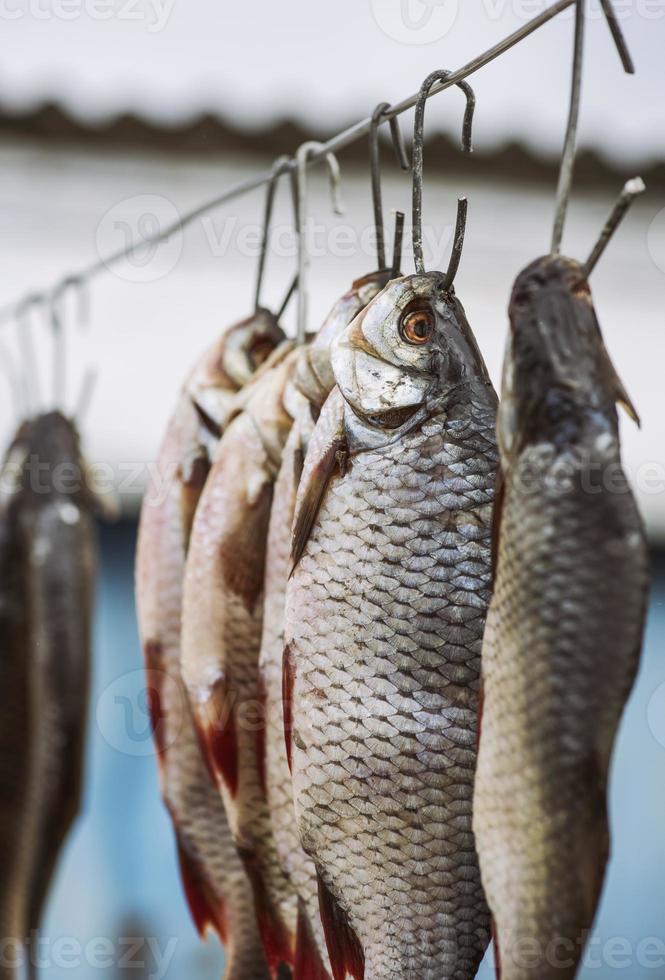 salato fiume pesce speronamento nel bilancia sospeso su un ferro gancio foto