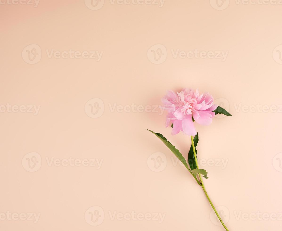 fioritura rosa peonia su un' pesca sfondo foto