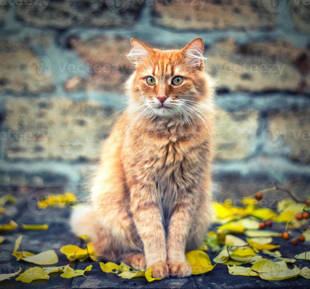 grande rosso gatto seduta e guardare inoltrare foto