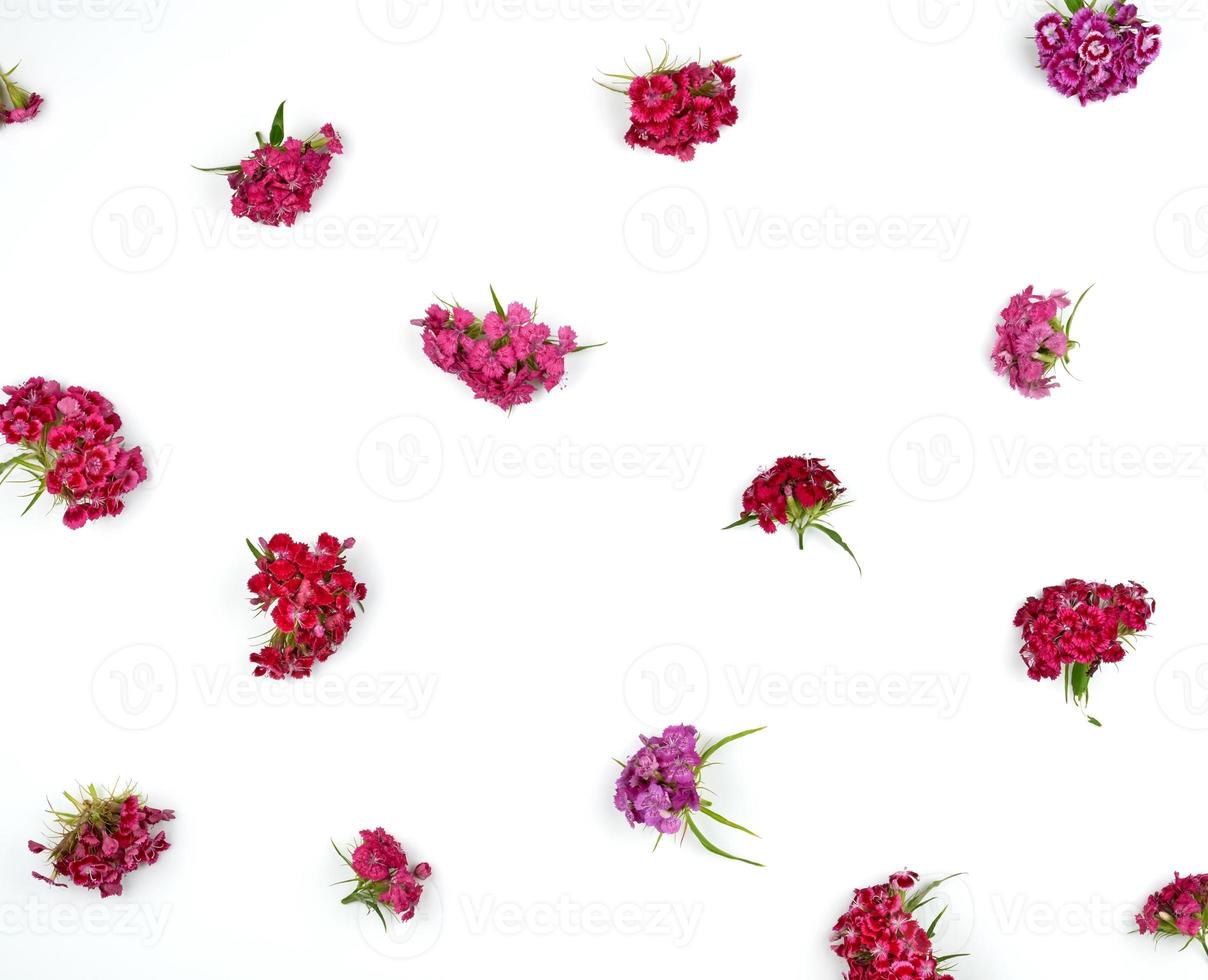 mini cuffie fioritura Turco garofani dianthus barbatus foto