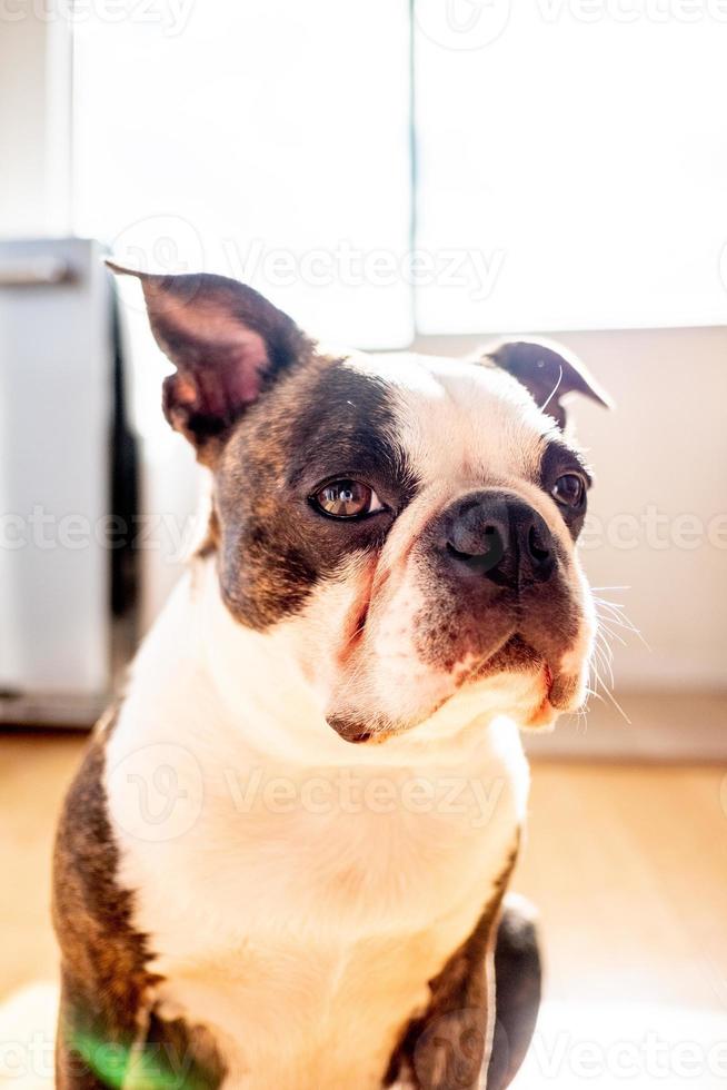 francese bulldog animale domestico foto