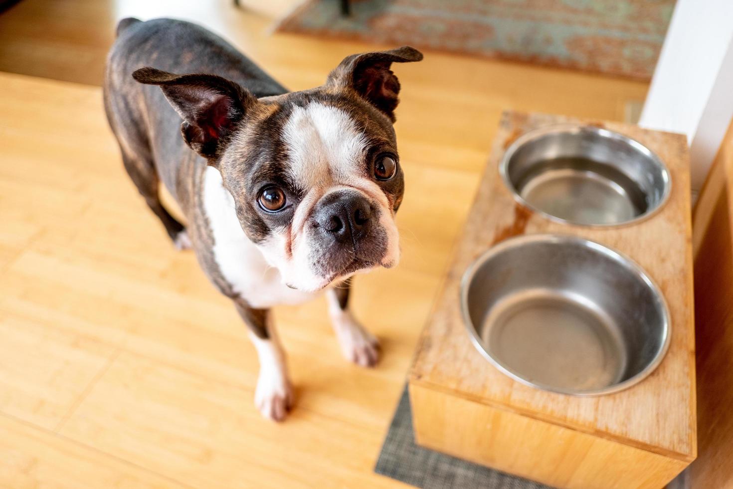 francese bulldog animale domestico foto