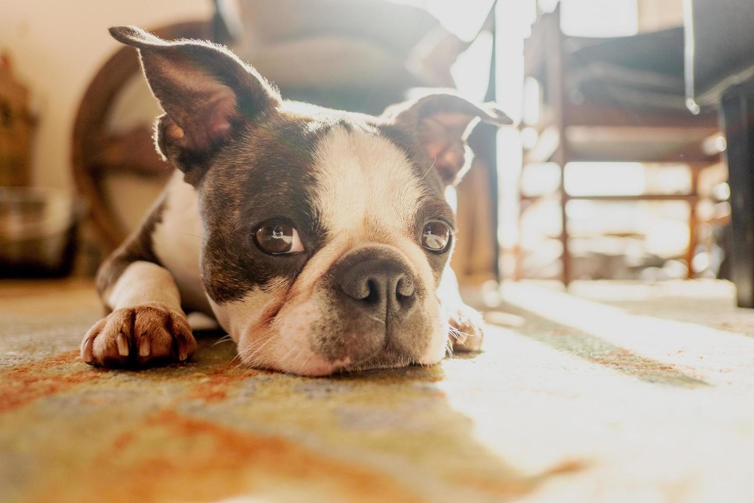 francese bulldog animale domestico foto