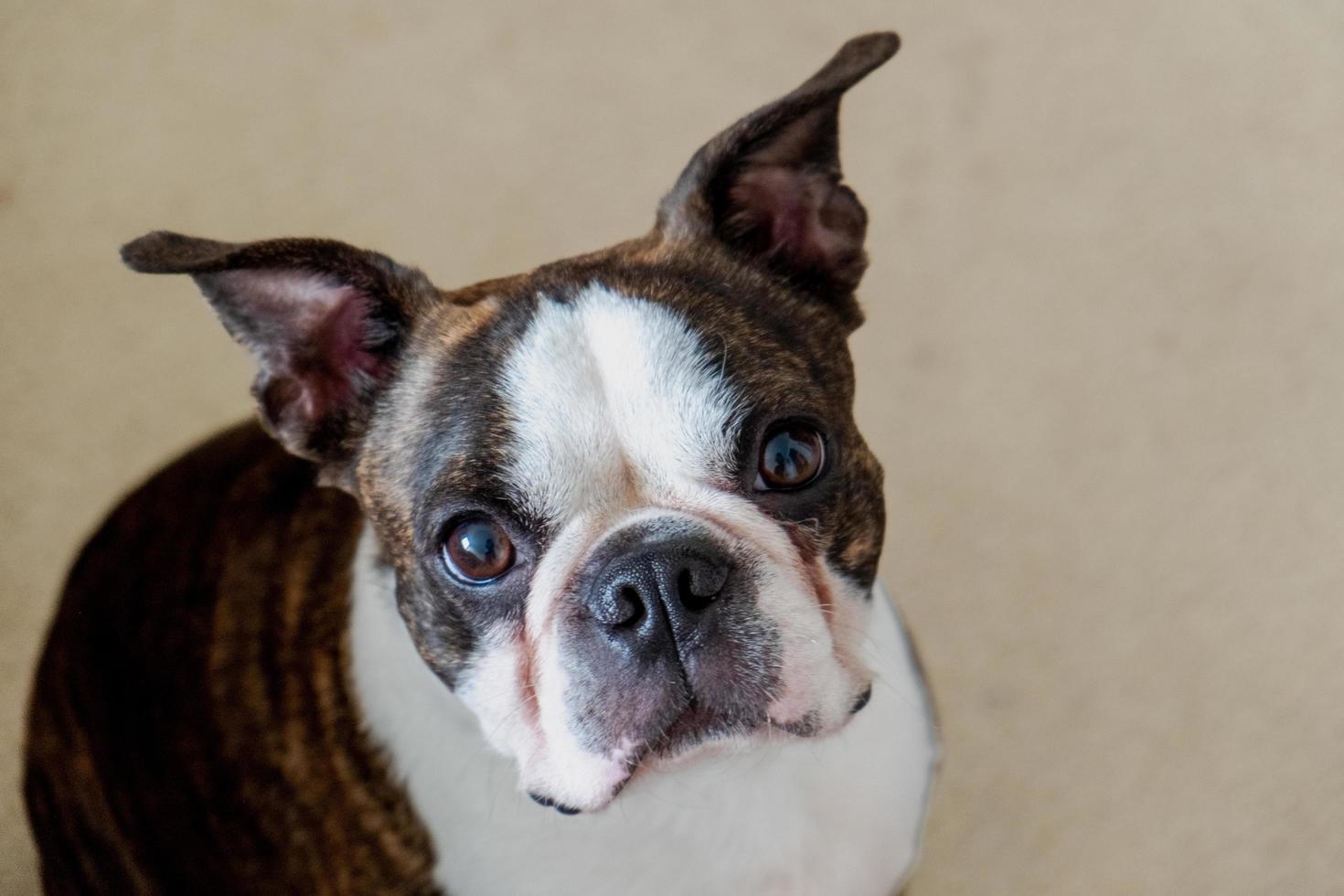 francese bulldog animale domestico foto