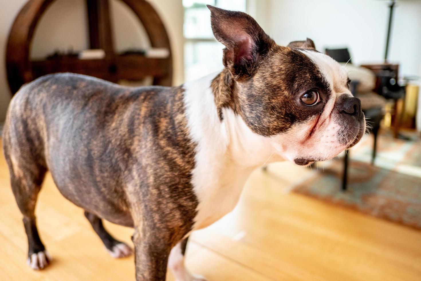 francese bulldog animale domestico foto