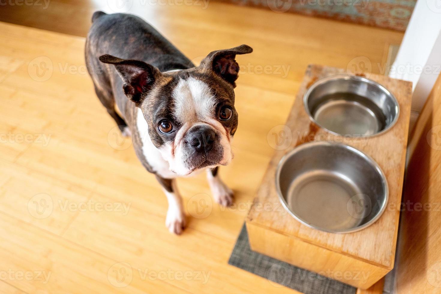 francese bulldog animale domestico foto