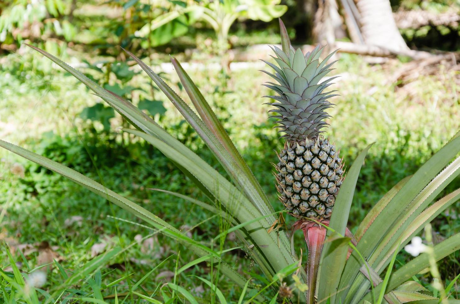 biologico ananas crescita nel naturale giardino foto