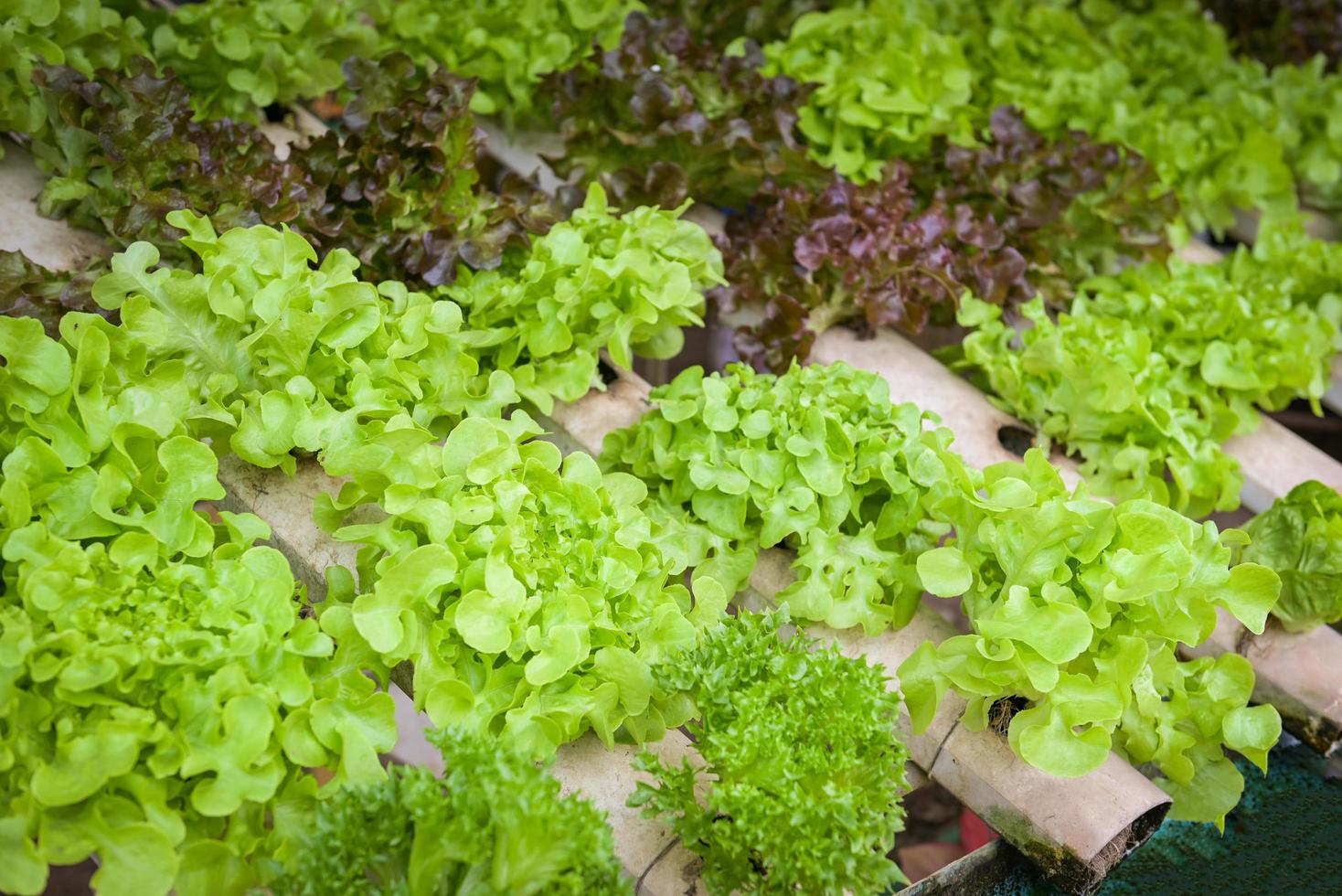 idroponica verdure a partire dal idroponica aziende agricole fresco verde quercia e rosso quercia lattuga in crescita nel il giardino, idroponica impianti su acqua senza suolo agricoltura biologico Salute cibo natura foglia Ritaglia bio foto