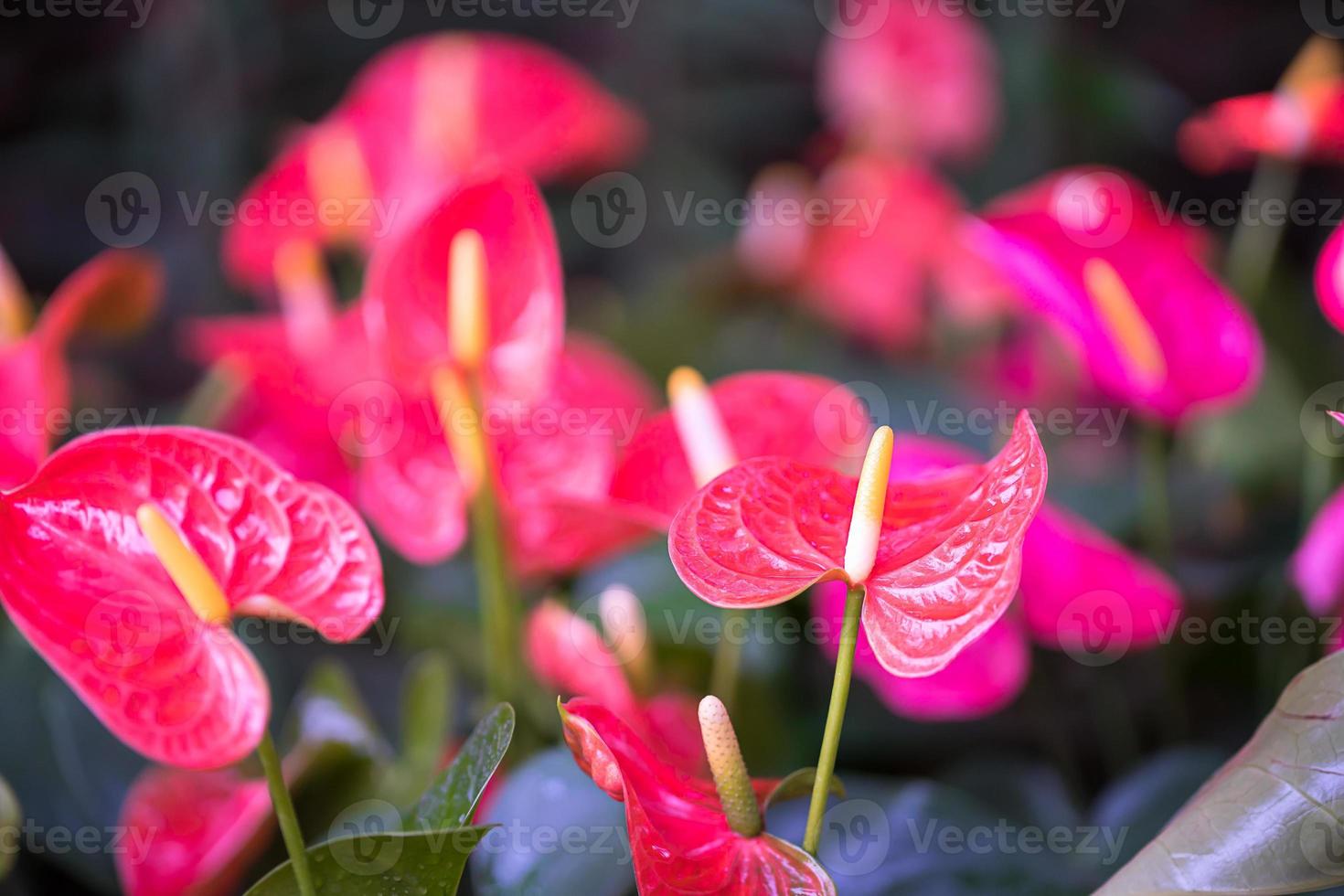 primo piano di fiori di anthurium foto