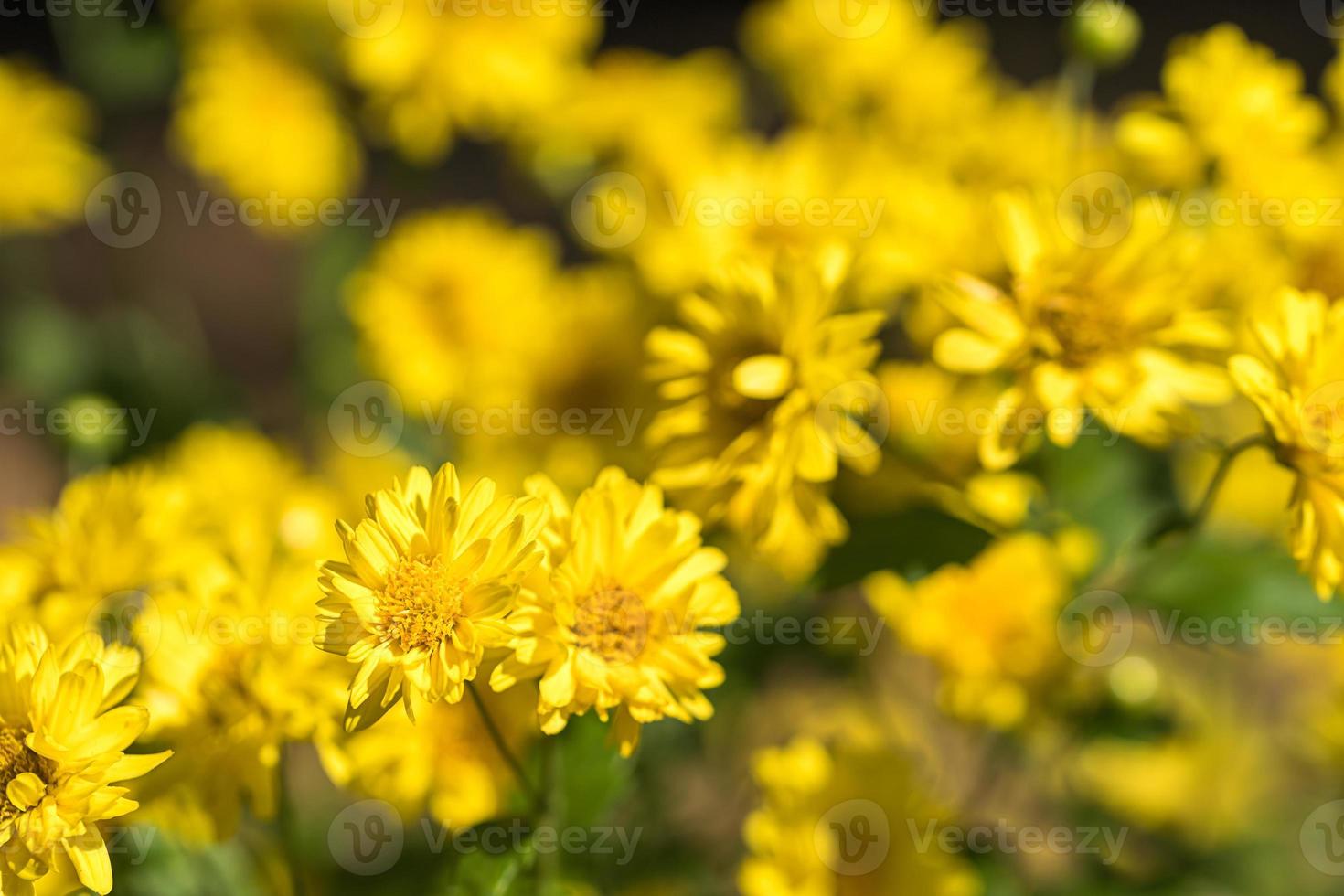 fiori di crisantemo sbocciano in giardino foto