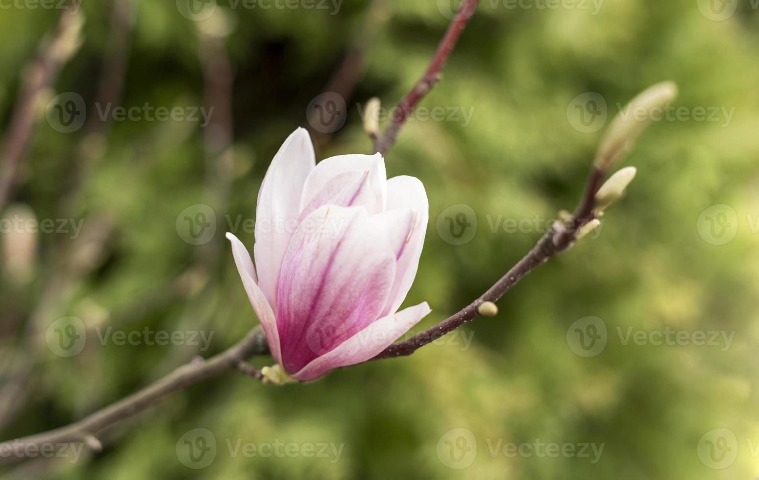 germoglio di rosa magnolia fiore su albero ramo e verde mini cuffie su naturale sfondo all'aperto primavera e fioritura impianti paesaggio giardinaggio foto