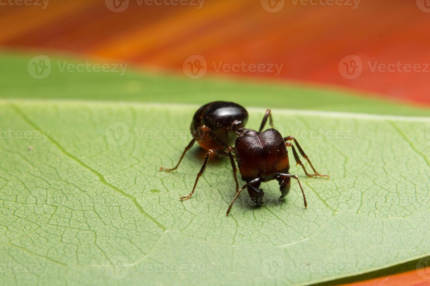 pheidole jeton driversus ant su una foglia foto